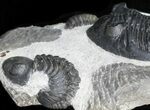 Hollardops Trilobite With Barrandeops #32481-2